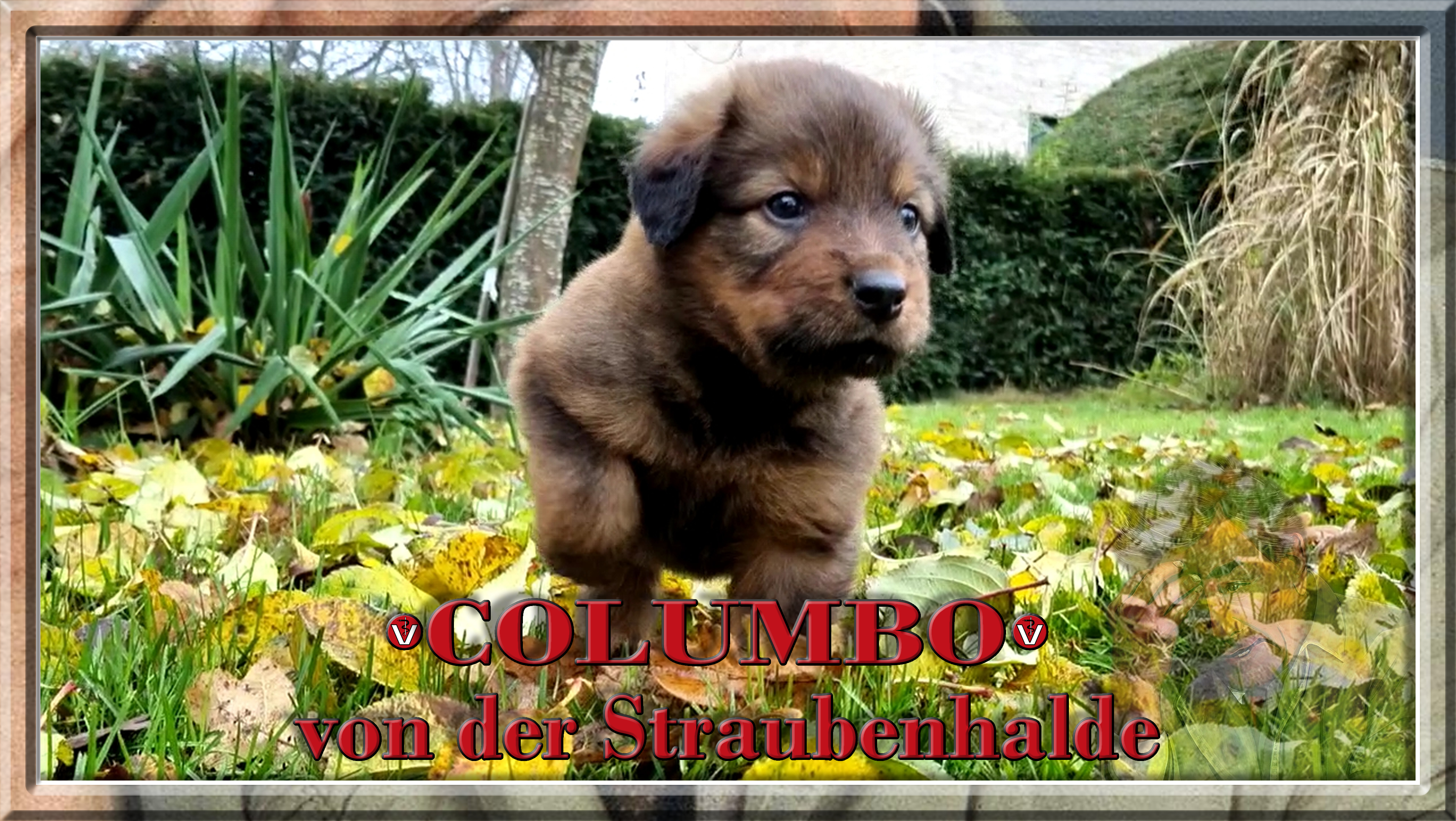 Wäller von der Straubenhalde